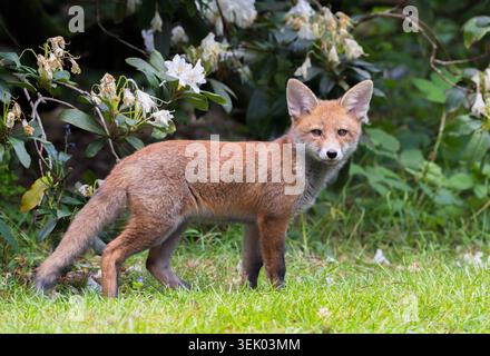 Un jeune cub de renard roux, Vulpes vulpes, debout dans l'herbe près de buissons de rhododendrons en fleurs à Regent's Park, Londres, Royaume-Uni. Banque D'Images