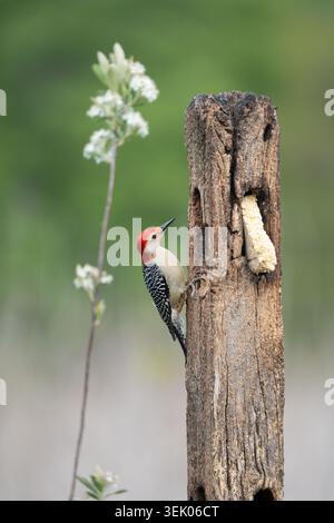 Un pic à ventre rouge saisissant s'accroche à un suet rustique, élégamment encadré par une délicate tige blanche fleurie. Banque D'Images