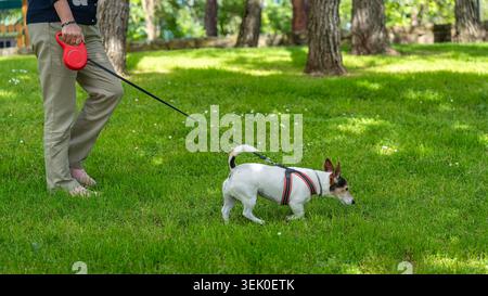 Chien jouant dans l'herbe avec son propriétaire le tenant en laisse dans le parc Banque D'Images