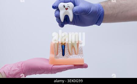 Traitement dentaire indolore et concept de stomatologie pédiatrique. Drôle de dessin animé modèle de coupe transversale de dent et de mâchoire dans les mains du médecin. Banque D'Images