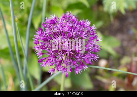 Oignon géant (Allium giganteum), une espèce asiatique d'oignon de la famille des amaryllis (Amaryllidaceae), Lost Gardens of Heligan, Cornwall, Angleterre Banque D'Images