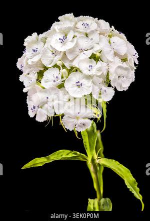 Une macro photographie détaillée d'un amas de fleurs blanc immaculé Sweet William dianthus avec de minuscules gouttelettes d'eau sur les pétales isolés contre un solide Banque D'Images