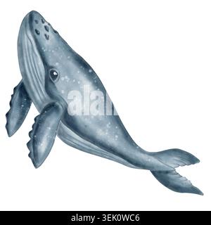 Illustration aquarelle d'une baleine grise en mouvement. Illustrations détaillées. Banque D'Images