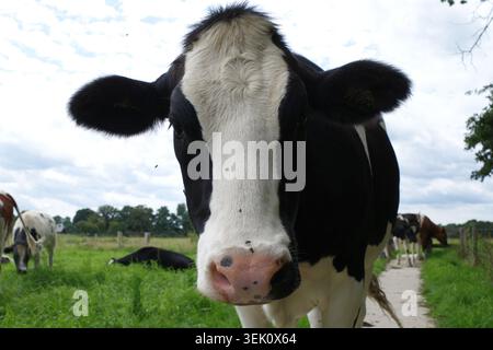La vache noire et blanche se tient sur un champ herbeux, regardant directement la caméra. Son pelage a des marques distinctives, avec un nez rose. D'autres vaches paissent Banque D'Images