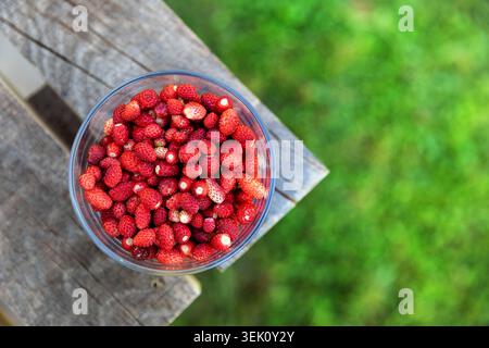 Fraises des bois dans un bol en verre sur une planche en bois rustique dans le jardin verdoyant, mettant en valeur la récolte de baies biologiques cultivées à la maison en Slovénie. Banque D'Images