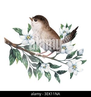 Oiseau aquarelle douce assis sur une branche de jasmin avec des fleurs blanches délicates. Peint à la main isolé sur fond Banque D'Images