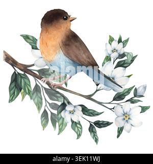 Oiseau rouge-gorge aquarelle délicat perché sur une branche de jasmin avec des fleurs blanches, des feuilles vertes. Peint à la main isolé sur fond Banque D'Images
