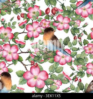 Motif aquarelle sans couture avec des oiseaux robin et des branches de rose musquée en fleurs sur fond blanc. Peint à la main Banque D'Images