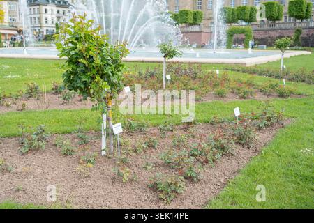 Un parterre de fleurs magnifiquement aménagé avec de jeunes rosiers verts et de petits arbres décoratifs dans un parc public européen. Un grand éclaboussure d'eau Banque D'Images