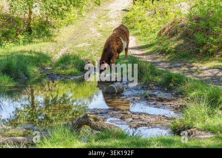 Le veau marron et blanc des Highlands fait une pause pour boire dans une flaque d'eau en bord de route sur une piste boueuse à travers la forêt de Cannock Chase sous la lumière du soleil d'été Banque D'Images