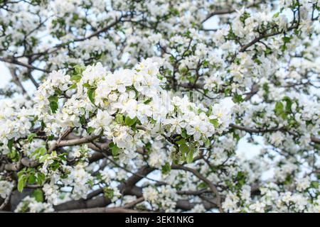 Entièrement recouvert d'arbre à fleurs pendant la saison printanière Banque D'Images