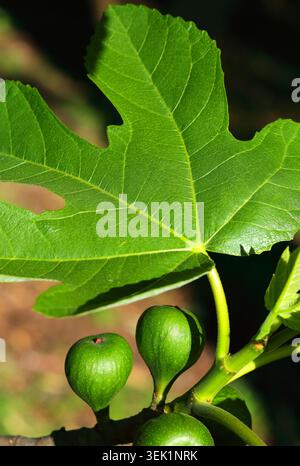Concept - fraîcheur / vie verte / environnement. Jeunes figues biologiques fraîches et feuilles poussant dans la nature. Mise au point peu profonde, fond d'ombre naturelle. Banque D'Images