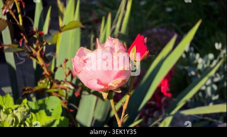 Un rose à thé hybride rose doux Aachener Dom Blossom s'ouvre à côté d'un bourgeon de fleur rouge profond pointu et de grandes feuilles d'iris en forme d'épée dans un ensoleillé Banque D'Images
