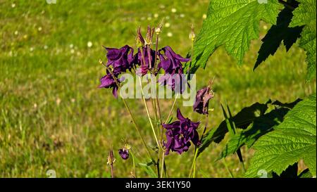 Gracieuse columbine européenne Aquilegia vulgaris présente des fleurs violettes doubles frappantes hochant délicatement la tête sur de fines tiges ramifiées contre un flou Banque D'Images