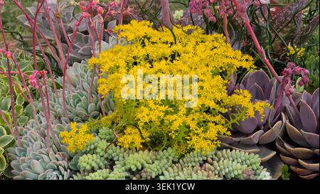 Une grappe centrale de fleurs de pierre jaune vif Sedum dendroideum est entourée de rosettes d'echeveria bleues et de tiges de fleurs roses Banque D'Images