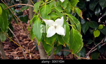 Une seule fleur blanche de cornouiller kousa Cornus kousa avec quatre bractées pointues fleurit au milieu de feuilles vertes pointues sur une branche ligneuse au-dessus du paillis Banque D'Images