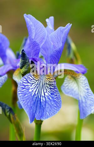 Gros plan extrême d'une fleur d'iris bleu éclatant montrant des veines de pétales détaillées sur un fond vert doux Banque D'Images