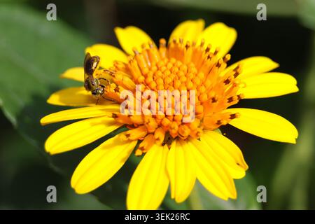 Abeille sur une fleur jaune délicate et vibrante Banque D'Images