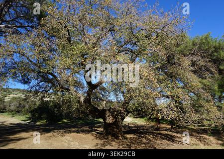 Un grand chêne-liège (Quercus suber) se dresse dans un paysage montagneux méditerranéen sur Aphrodite Trail sur la péninsule d'Akamas à Chypre. Banque D'Images