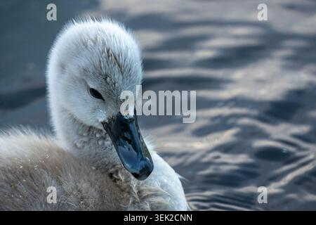 Gros plan Portrait d'un Cygnet mouillé flottant sur l'eau calme d'un étang avec des plumes douces. Banque D'Images