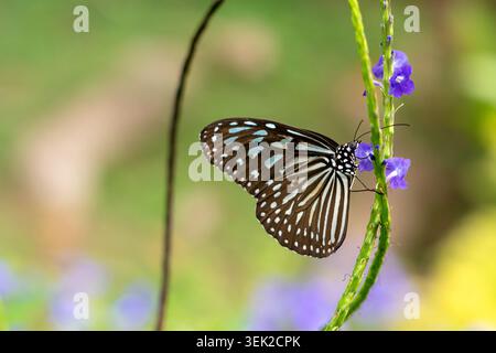 Une photo macro détaillée d'un papillon bleu Tigre vitreux (Ideopsis vulgaris) reposant sur une minuscule fleur violette d'une plante stachytarpheta. Le papillon est Banque D'Images