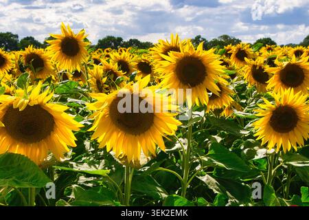 Tournesols à Becketts Farm Banque D'Images