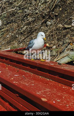 Une mouette marche le long de planches de bois rouges qui sont placées près des rochers et de la terre. Le soleil brille, et la scène montre la nature côtière sur une plage. Banque D'Images