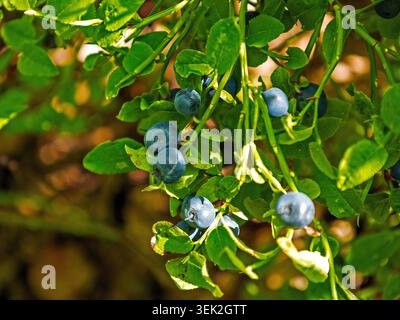 Espoo, Finlande - 08.08.2020 : gros plan de myrtilles bleues fraîches poussant sur un buisson vert luxuriant sous la lumière de la forêt étouffée Banque D'Images