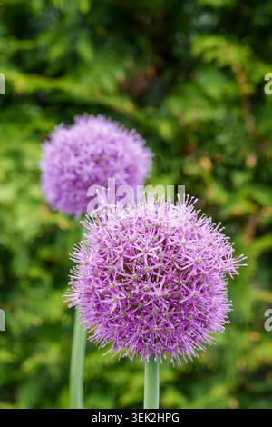 Gros plan d'allium violet vibrant, oignon ornemental, fleurs dans un jardin d'été Banque D'Images
