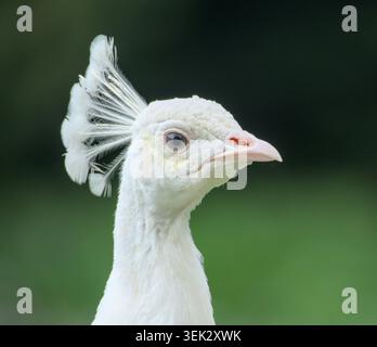 beau portrait d'un paon blanc rare Banque D'Images