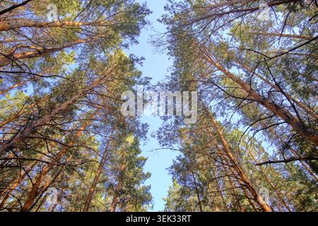 Vue à faible angle de grands pins s'étendant vers un ciel bleu clair dans une belle forêt sauvage Banque D'Images