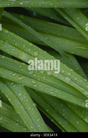 Photographie macro détaillée de feuilles d'herbe verte avec des gouttelettes d'eau pétillante formant un fond de texture botanique fraîche. Banque D'Images