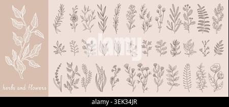 Fleurs de ligne. Feuilles de plantes florales dessinées à la main, croquis de feuilles de branche ou logo d'art noir de mariage. Verdure, fleur de feuillage art botanique décoratif, illustration isolée minimaliste de vecteur boho d'assaisonnement Illustration de Vecteur