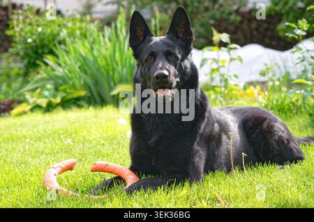 chien, animal de compagnie, herbe, mammifère, race, animal, noir, mignon, pelouse, vert, été, pedigree, pur, heureux, portrait, domestique, beau, berger, fourrure, fie Banque D'Images