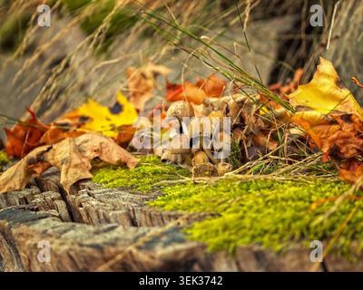 Siuntio, Finlande - 28.09.2020 : grappe de champignons sauvages au milieu d'un feuillage d'automne vibrant et de mousse verte sur une bûche de bois altérée Banque D'Images