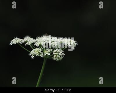 heracleum sphondylium, Barnwell, Northamptonshire, Royaume-Uni Banque D'Images