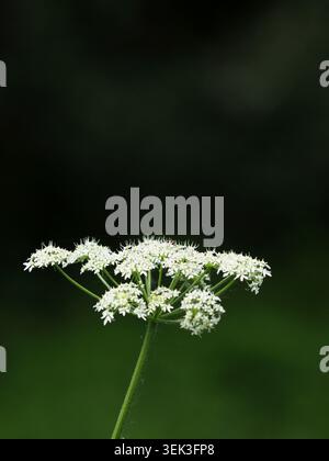 heracleum sphondylium, Barnwell, Northamptonshire, Royaume-Uni Banque D'Images