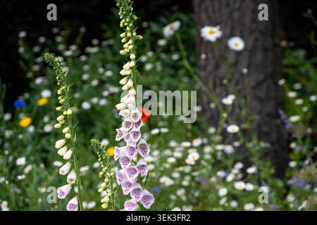 De belles fleurs de foxglove roses fleurissent dans un jardin d'été animé. Fond légèrement flou avec marguerites blanches et feuillage vert Banque D'Images