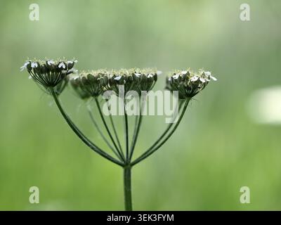 heracleum sphondylium, Barnwell, Northamptonshire, Royaume-Uni Banque D'Images