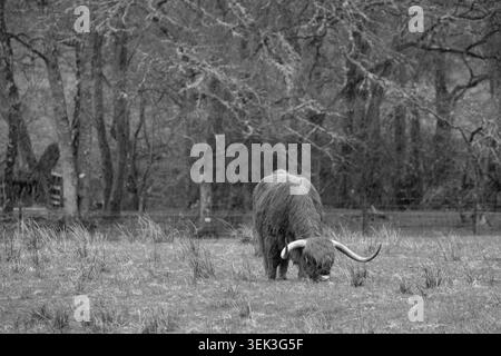 Un Moo des Highlands pâturant dans un champ avec des arbres en arrière-plan. Banque D'Images