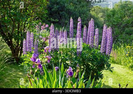 Lupins violets et blancs lapinus le gouverneur et les plantes d'iris barbus violettes iris plantés ensemble en fleur dans le jardin pays de Galles UK KATHY DEWITT Banque D'Images
