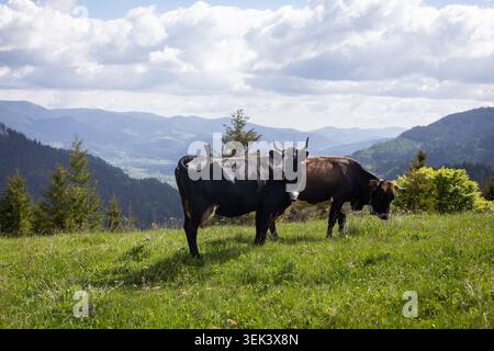 Vaches qui paissent dans la prairie de montagne alpine. Deux vaches paissent sur un pâturage de montagne verdoyant avec des vallées boisées, des collines ondulantes et des nuages doux dans le Banque D'Images