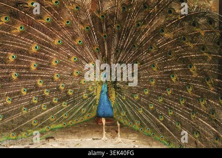 Paon de couleur bleue intense étalant ses plumes de queue, montrant son plumage coloré au monastère Bachkovo, Plovdiv, Bulgarie 2022 Banque D'Images