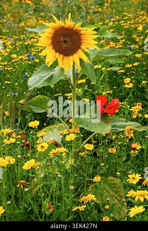 Tournesol solitaire debout fièrement au milieu d'une prairie anglaise vibrante, entouré d'une tapisserie de fleurs sauvages colorées en pleine floraison estivale. Banque D'Images
