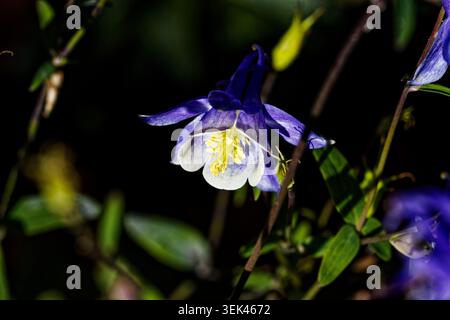 Aquilegia coerulea, communément appelé Colorado columbine, Rocky Mountain columbine, ou Blue columbine, est une espèce de plante à fleurs. Banque D'Images