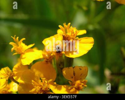 Perspective macro extrême d'un minuscule coléoptère profondément à l'intérieur de la structure des pétales d'une petite fleur sauvage jaune dans un champ vert flou. Banque D'Images