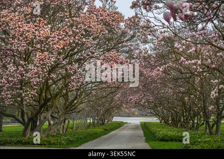Une vue printanière à couper le souffle d'un sentier bordé d'arbres Magnolia (Magnolia x soulangeana) matures et florissants à Niagara Falls, Ontario. Banque D'Images