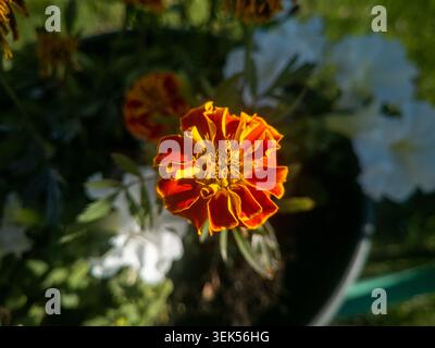Vue en angle élevé d'une fleur de souci orange éclatante fleurissant à côté de pétunias blancs. Banque D'Images