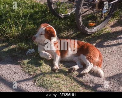 Mignon chien de mongrel rouge et blanc couché sur l'herbe à côté d'une roue de vélo. Banque D'Images