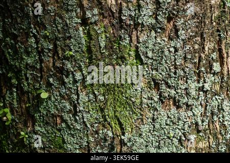 Photographie détaillée en gros plan montrant de l'écorce d'arbre texturée rugueuse recouverte de mousse verte vive et de lichen gris créant calme et paisible PA abstrait naturel Banque D'Images